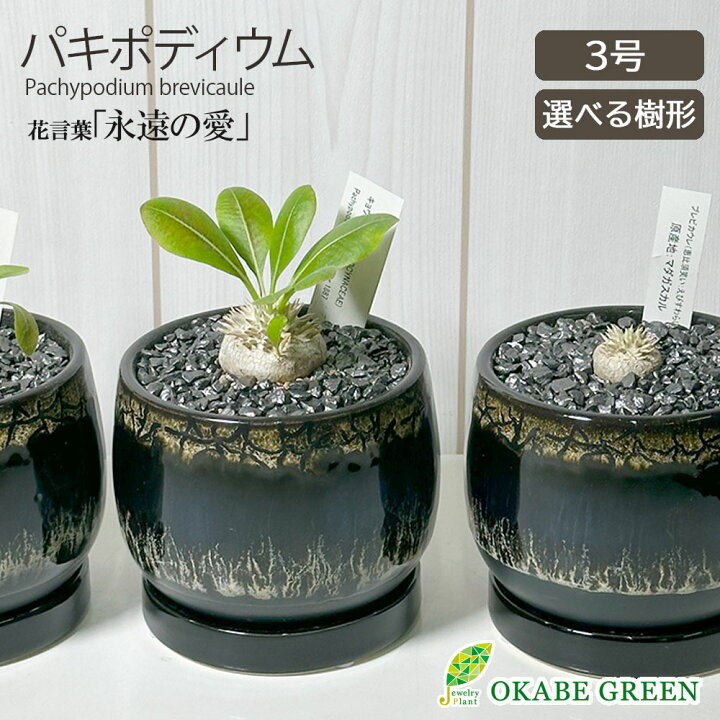楽天市場】観葉植物 小さい パキポディウム ブレビカウレ 3号 選べる樹 