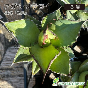 �ϗt�A�� �A�K�x �I�e���C 3�� ���v���X�`�b�N�� ���b�s���O���� �����A�� ������� ���A�� ���j�� �a���� �h�V �M�t�g �v���[���g ���蕨 �C���e���A �������� [��3]