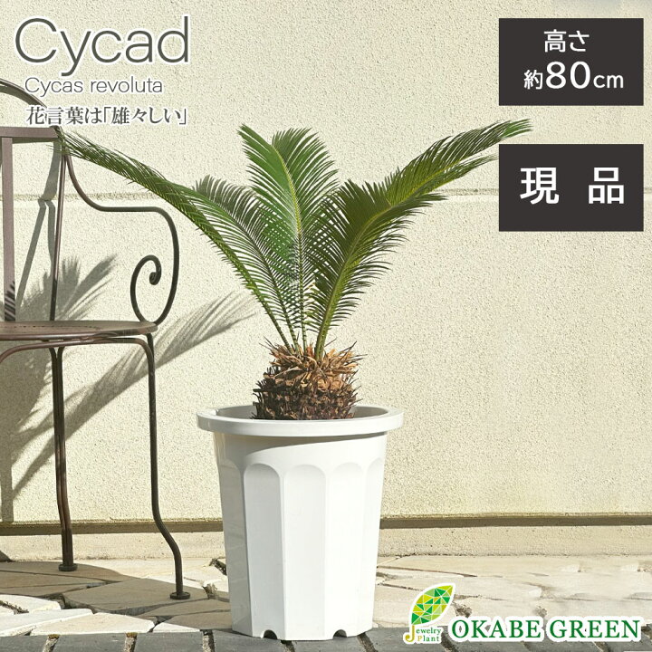 楽天市場】観葉植物 大型 屋外 ソテツ 10号 【現品】 白プラスチック鉢  