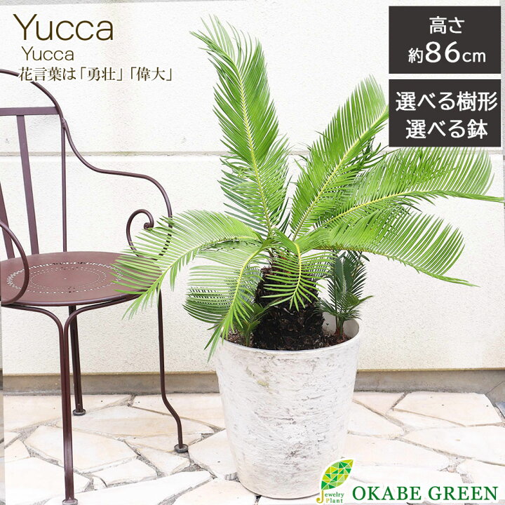 楽天市場】観葉植物 大型 ソテツ 【現品】 ラッピング無料 選べる樹形 