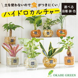 観葉植物 ハイドロカルチャー ゼオライト 土を使わない 選べる品種 ミニ 観葉 パキラ ガジュマル サンスベリア アイビー ポトス ヤシ ネオレゲリア シンゴニウム 誕生日 ギフト プレゼント 初心者 小さい おしゃれ 開店祝 風水 卓上