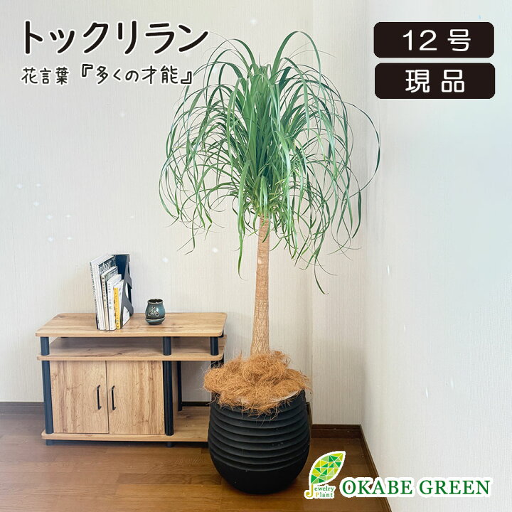 楽天市場】【母の日早割店内全品5％OFF】 観葉植物 大型 トックリラン 