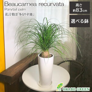 ϗtA ^ gbN IׂTCY 7 8 Iׂ锫 픫 ZA[g bsO Mt |j[e[  A lC j a hV Mtg v[g 蕨 