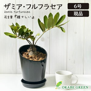 観葉植物 メキシコ ソテツ ザミア フルフラケア 【現品】 6号 黒陶器鉢 ラッピング無料 ベラボン付 受皿付 希少品種 レア 蘇鉄 おしゃれ 鉢植え 人気 お祝い 誕生日 敬老 ギフト プレゼント