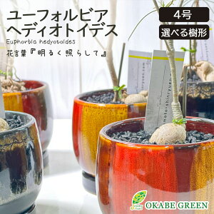 観葉植物 ユーフォルビア ヘディオトイデス 選べる樹形 【現品】 ラッピング無料 4号 選べる陶器鉢 ソーサー付 黒マットデコジャリ付 塊根植物 レア 希少品種 鉢植え お祝い 誕生日 敬老 ギ