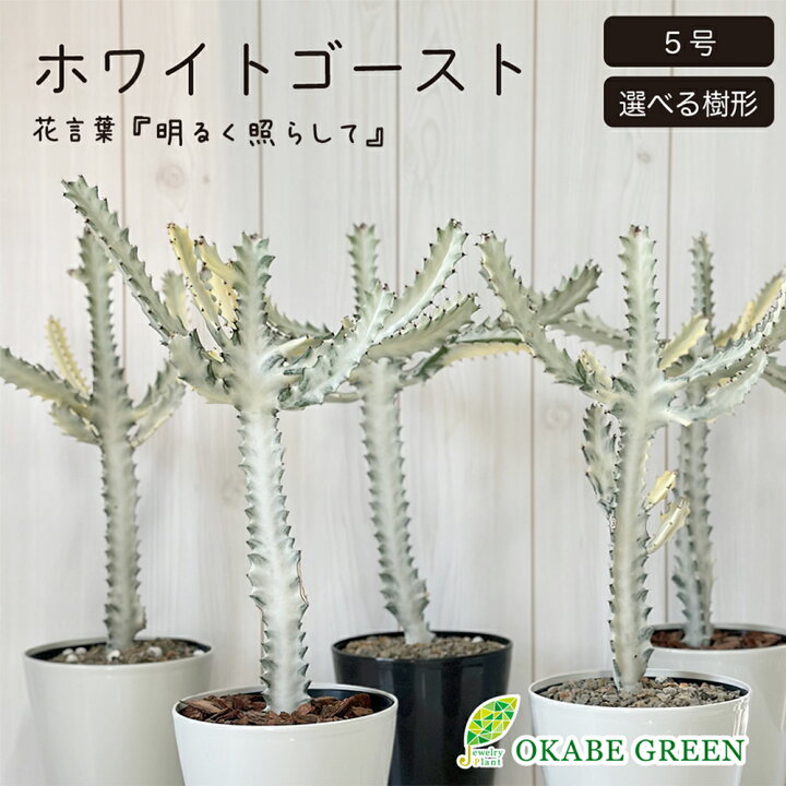 楽天市場】観葉植物 ユーフォルビア ホワイトゴースト 【現品】 5号 
