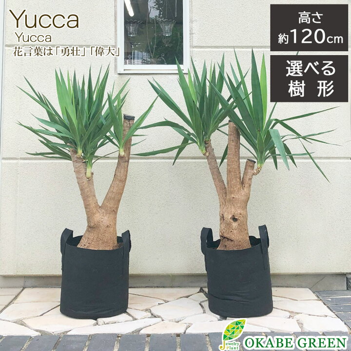 楽天市場】【マラソンお得クーポン配布中】 観葉植物 大型 ユッカ 