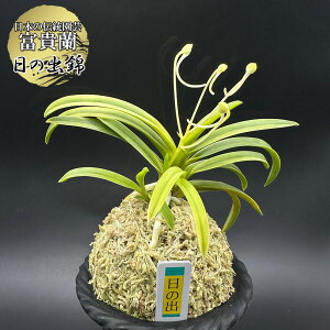 xM   ̏o qmfjVL 4{ yiz 2875-a tEL tE 