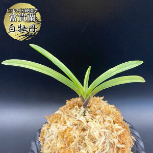 xM O yiz ͂ڂ 1{ T716 tEL tE  