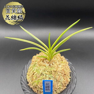 xM   ԓZ yiz ͂Ȃ܂Ƃ 1{ T504-A tEL tE  