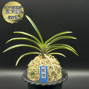 �y�労�ӍՓX���S�i2��10��OFF�z �x�M�� ���� �� ���� �������� 1�{�� �y���i�z T703-A �t�E�L���� �t�E���� ��������