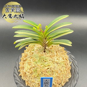 �y�労�ӍՓX���S�i2��10��OFF�z �x�M�� ���� �� ���ێ� �y���i�z ���������܂邵�� 1�{�� T704 �t�E�L���� �t�E���� �������� ����