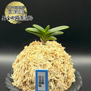 xM   ʋG ܂񂲂ӂ 1{ yiz T743 tEL tE 