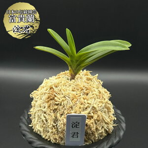 �y�労�ӍՓX���S�i2��10��OFF�z �x�M�� ���� �� ���N ��ǂ��� 1�{�� �y���i�z746 �t�E�L���� �t�E���� ��������