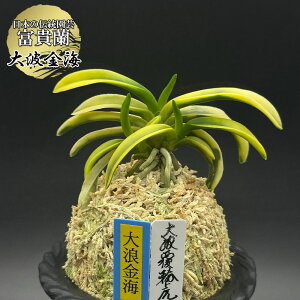 xM   gC IIi~LJC 3{ yiz t753 tEL tE 