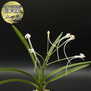 �y�労�ӍՓX���S�i2��10��OFF�z �x�M�� ���[ 1�{�� ��ӂ� �y���i�z T222-B �t�E�L���� �t�E���� �������� ����