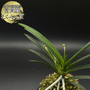 xM  yiz 2{ T247-A tEL tE  