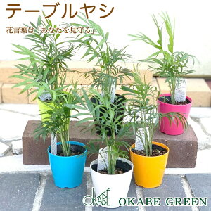 観葉植物 テーブルヤシの人気商品 通販 価格比較 価格 Com