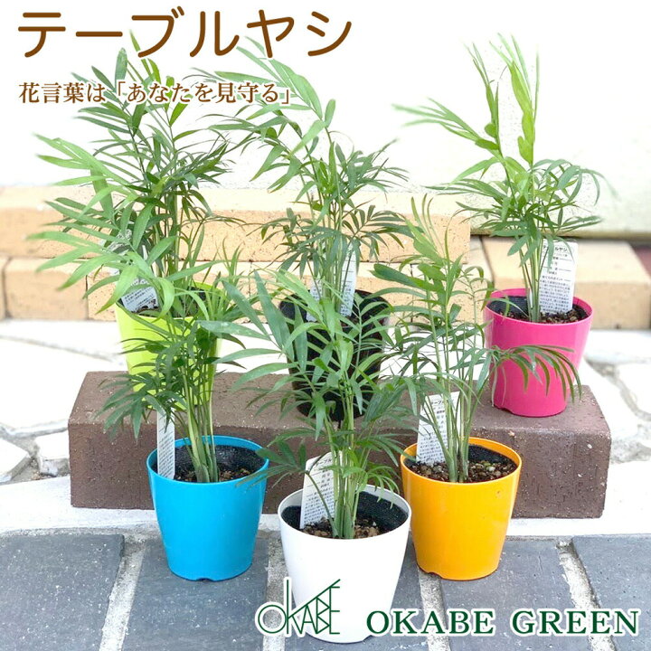テーブルヤシ鉢植え 最大81 Offクーポン