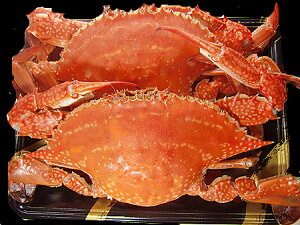 �{�錧�Y���^���K�j �킽�肪�ɃI�X �K�U�~ 1�t300g2�t����@�{�C���ςݗⓀ�@[�{�錧�Y][][���^���K�j][�n�肩��][�킽�肪��][�����א��Y][�I�X]�y02P03Dec16�z