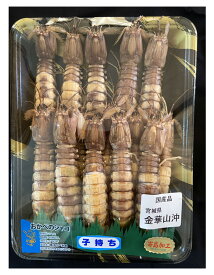 楽天市場 シャコ 子持ちの通販