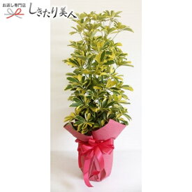 楽天市場 引越し 挨拶 ギフト 観葉植物 花 観葉植物 花 ガーデン Diyの通販 楽天市場 引越し 挨拶 ギフト 観葉植物 花 観葉植物 花 ガーデン Diyの通販