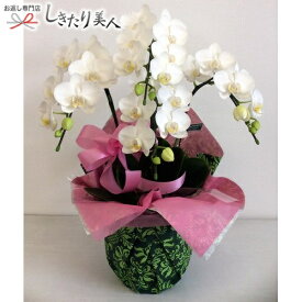 楽天市場 開店祝い 胡蝶蘭 植物の本数4本 花 ガーデン Diy の通販