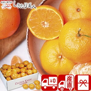 お歳暮 早割 2025 【御歳暮 送料無料 産地直送】ダイワ果園 和歌山県産 有田みかん V6006559T |お年賀 冬ギフト 新年 御年賀 お取り寄せ スイーツ 果物 国産フルーツ 蜜柑 詰め合わせ ご挨拶 粗品