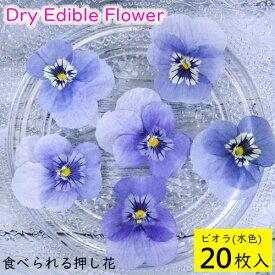 楽天市場 食用花 ビオラの通販 楽天市場 食用花 ビオラの通販