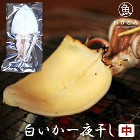 白いか一夜干し 中（1枚） ケンサキイカ 真いか イカ 一夜干し 無添加 国産 島根産 大田産 干物 酒の肴 おつまみ お祝い 内祝 誕生日 プレゼント バーベキュー 海鮮 bbq 炭火焼 お取り寄せグルメ 産地直送 産直 岡富商店