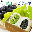 2025 ギフト 岡山県産 シャインマスカット 晴王 ピオーネ 赤秀品 大粒 2房 贈答用 御中元 御歳暮 敬老の日 葡萄 ぶど…