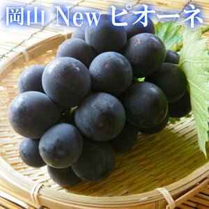 2025 Mtg RY j[ sI[l Gi ԏGi p 䒆 Ε hV̓  Ԃǂ uhE v[g  j 䋟 ʕ  t[c yRʕH[z