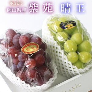 2025 Mtg RY &VC}XJbg  [ 2[ p Ε  Ԃǂ uhE v[g  j 䋟 ʕ  t[c yRʕH[z