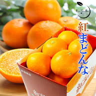 2026 お歳暮 ギフト 紅まどんな 1.3kg 青秀品 M-2L 6玉-10玉入りみかん ミカン 贈答用 愛媛県産 JAえひめ…