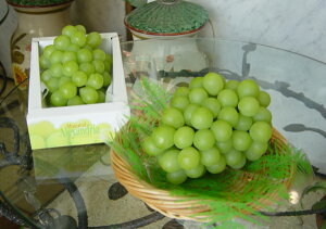 yz{̍t[cMtg R Y }XJbgEIuEALThAi750gOj ygpt[czyiz