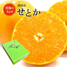 送料無料 愛媛産 せとか 赤秀 2L-L 3キロ 化粧箱入り 幻の柑橘 プレゼント ギフト 愛媛県 みかん ミカン 蜜柑 贈答用 高級 贈答