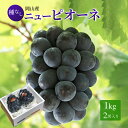 送料無料 岡山産 ピオーネ 赤秀 約1キロ 2房入り ぶどう プレゼント お供え ギフト 贈り物 お土産