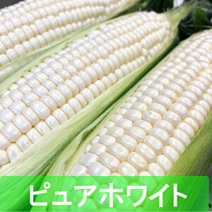 白 とうもろこし 生の人気商品 通販 価格比較 価格 Com 白 とうもろこし 生の人気商品 通販 価格比較 価格 Com