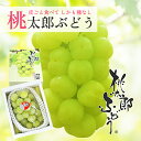 送料無料 桃太郎ぶどう 赤秀900〜1000g 1房 ぶどう マスカット ...