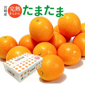 宮崎産 完熟きんかん たまたま 訳あり 3kg 3L-Lサイズ サイズおまかせ 送料無料 金柑 プレゼント 御礼 バレンタイン 風邪予防 ジャム