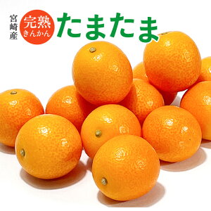 {Y n񂩂 ܂ 2kg 3L-LTCY TCY܂   v[g  o^C ח\h W