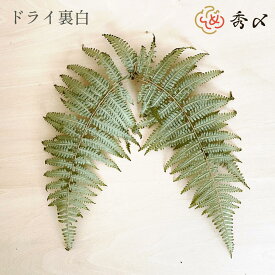 秀〆 正月飾り 材料 10枚 100枚 ドライ裏白 乾燥裏白 裏白 ウラジロ パーツ 素材 ハンドメイド アレンジ 手作り しめ飾り しめ縄 お正月飾り