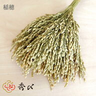 【楽天1位】秀〆 正月飾り 材料 稲穂 イナホ 26cm 25本入り 25本 50本 500本パーツ 素材 ハンドメイド ア…
