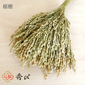 【楽天1位】秀〆 正月飾り 材料 稲穂 イナホ 26cm 25本入り 25本 50本 500本パーツ 素材 ハンドメイド アレンジ 手作り しめ飾り しめ縄