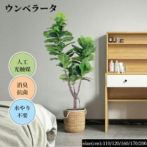 楽天市場】ウンベラータ 170の通販