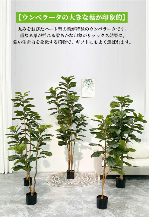楽天市場】観葉植物 ウンベラータ 110/120/160/170/200cm 人工 光触媒 