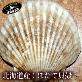 『ほたて貝殻』（北海道産 野付産 ホタテ貝殻10枚詰め） 大ぶりな帆立の貝殻を特別販売！殻付き焼き/貝焼き/お刺身盛り付け/インテリアホタテ 貝殻 ほたて かいがら※ねこポス便対応不可 母の日 父の日