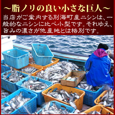 楽天市場 お買い物マラソン ポイントup クーポンsale にしん 北海道産 生ニシン 3尾パック 北海道産 生にしん 生ニシン 丸干し 海鮮 北海道物産展 お年始 オホーツクの風 海老蟹いくら専科