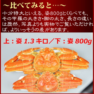 『ボイル本ずわい蟹:姿800g前後』【ギフト】【楽ギフ_包装】【楽ギフ_のし】【楽ギフ_のし宛書】