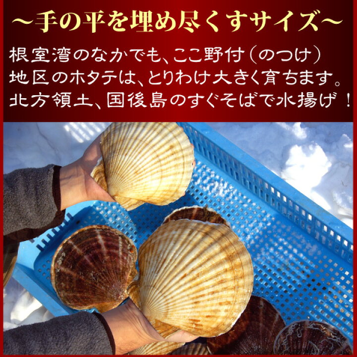 楽天市場 流氷接岸のため ご予約一時休止中 北海道 海鮮 特大 天然 活ホタテ貝 直送便 3キロ 最高級 最大級 野付産 殻付き 活ほたて 3年物 送料無料 西日本地域を除く 冷蔵便直送 産地直送 活帆立 帆立貝 殻付き 天然物 3kg オホーツクの風 海老蟹 楽天市場 流氷接岸のため ご予約一時休止中 北海道 海鮮 特大 天然 活ホタテ貝 直送便 3キロ 最高級 最大級 野付産 殻付き 活ほたて 3年物 送料無料 西日本地域を除く 冷蔵便直送 産地直送 活帆立 帆立貝 殻付き 天然物 3kg オホーツクの風 海老蟹